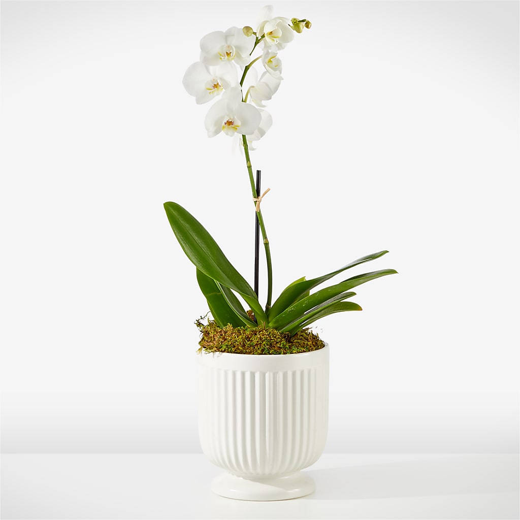 Whispering White Orchid – Enid Floral And Gifts, Enid OK