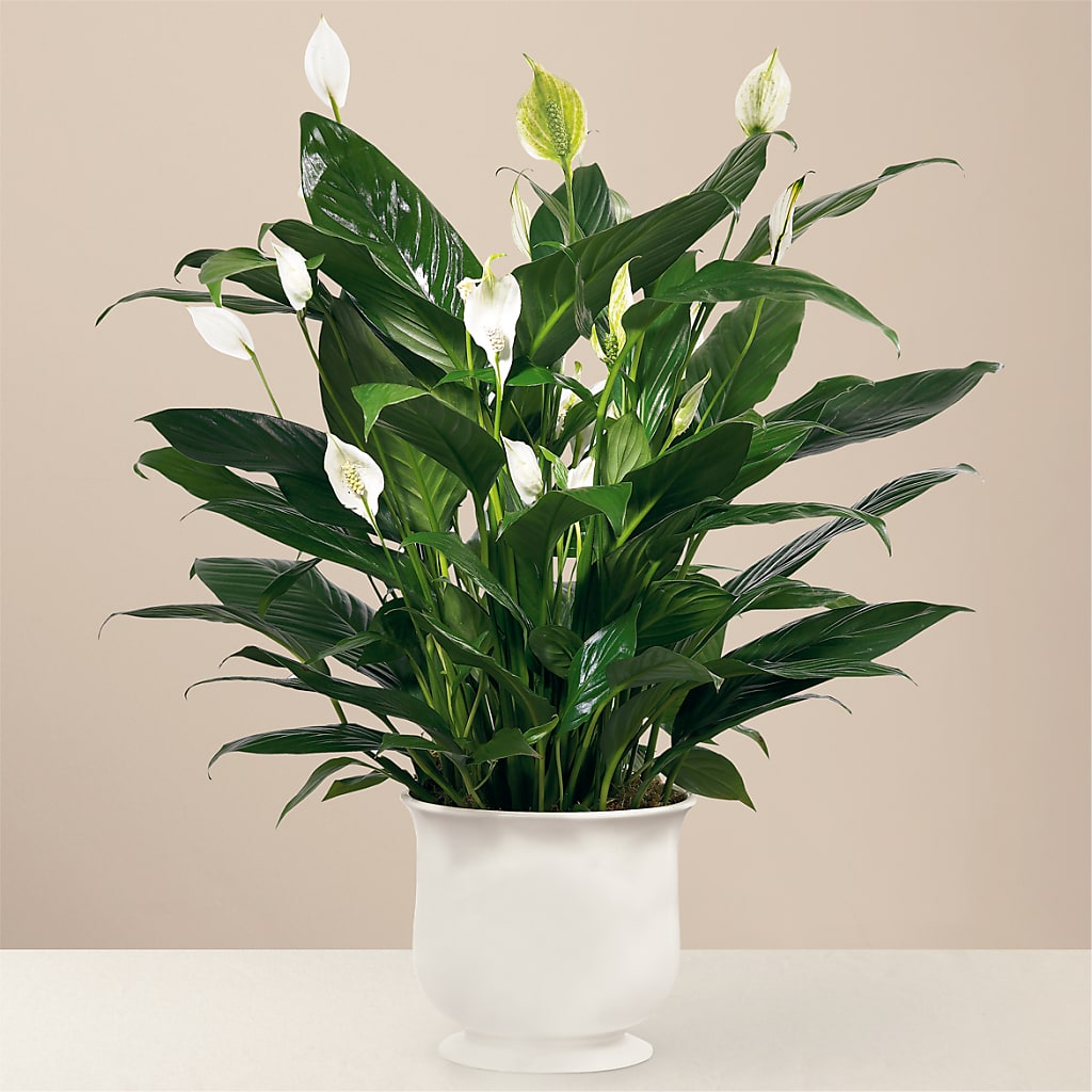 Comfort Planter – Enid Floral And Gifts, Enid OK