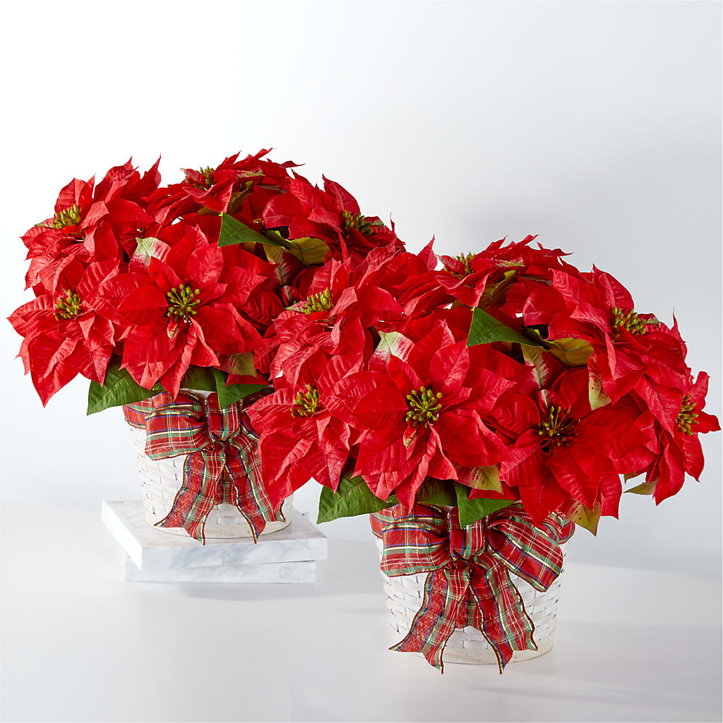 Lote de flor de Pascua "Felices fiestas"