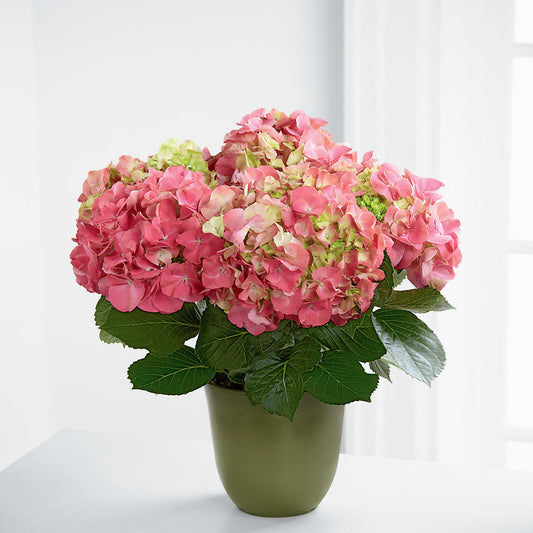 Maceta de hortensias rosadas