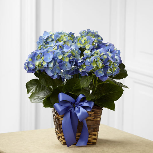 Maceta de Hortensias Azules