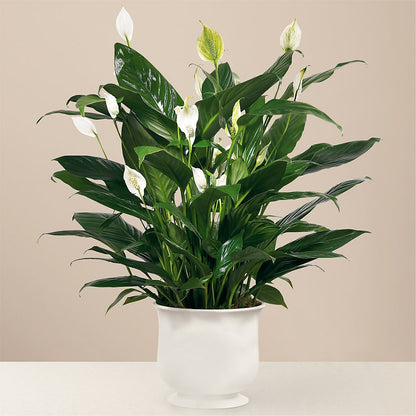 Comfort Planter –  Enid Floral And Gifts, Enid OK
