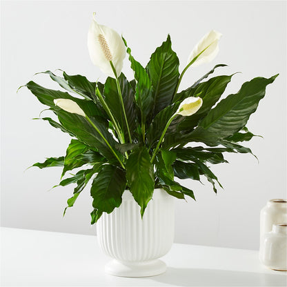 Comfort Planter –  Enid Floral And Gifts, Enid OK