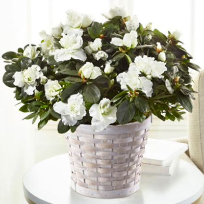 White Azalea Plant –  Enid Floral And Gifts, Enid OK