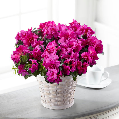 Hope & Serenity Azalea Plant –  Enid Floral And Gifts, Enid OK
