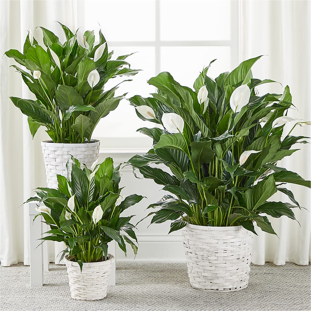 A New Leaf Peace Lily –  Enid Floral And Gifts, Enid OK