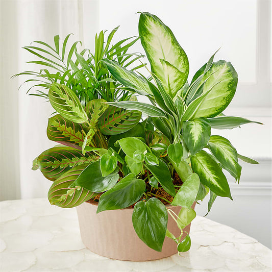 Balance & Harmony Dishgarden –  Enid Floral And Gifts, Enid OK