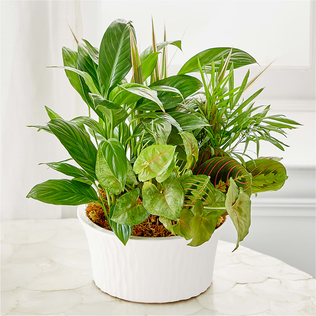 Balance & Harmony Dishgarden –  Enid Floral And Gifts, Enid OK