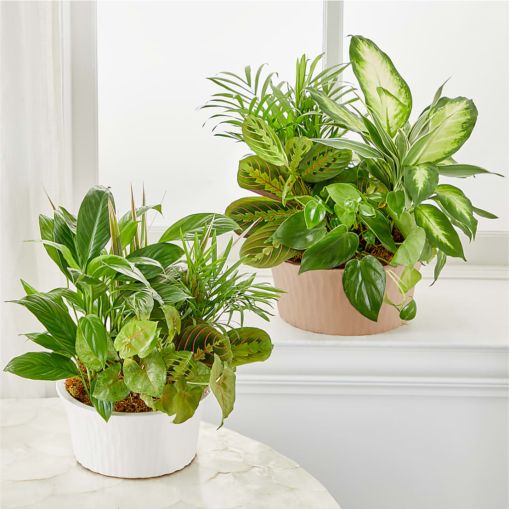 Balance & Harmony Dishgarden –  Enid Floral And Gifts, Enid OK